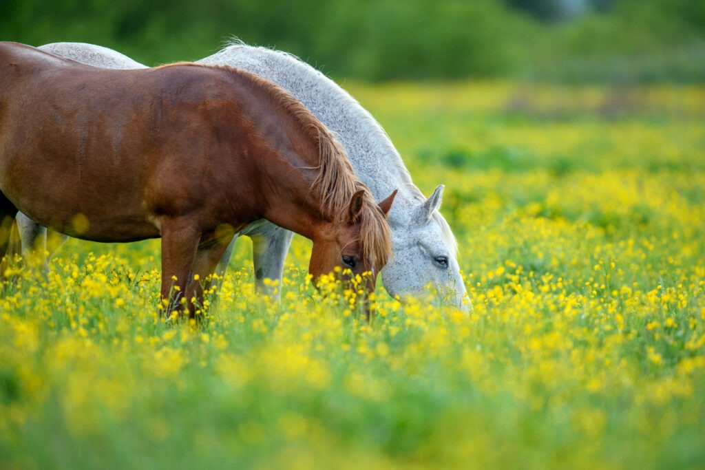 White and brown horse on field of yellow flowers