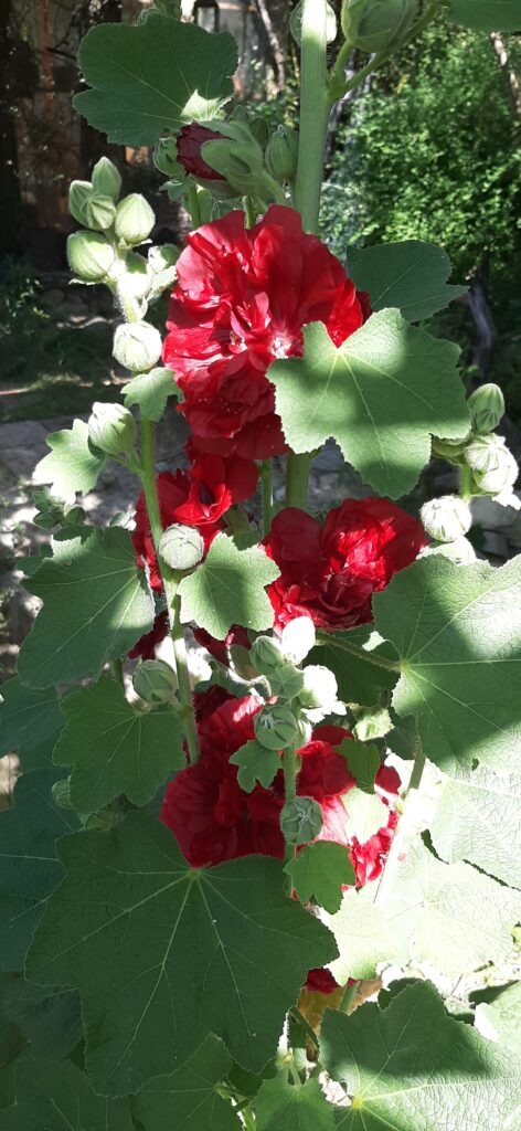 Rose trémière en Mai_Juin